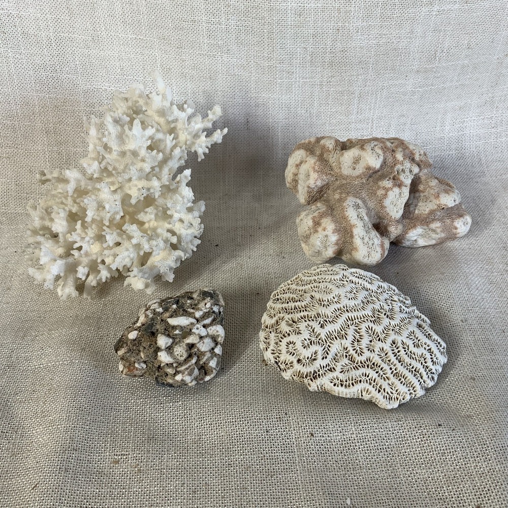 Natural Sea Finger Branch Brain Assorted Coral‎  Aquarium Decor